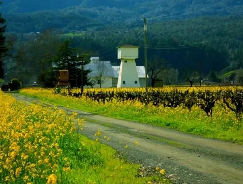 Private wine tour transportation in St. Helena
